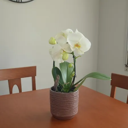 Apartamento Regis Citra 00855ltn1108